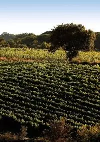 Vignoble Clairette de Bellegarde