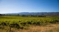 Vignobles Luberon aout 2020 - Vincent AGNES