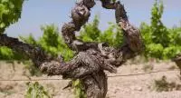 Pied de vigne