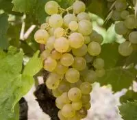 Carignan