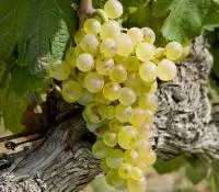 Clairette blanche