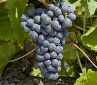 Muscardin