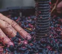 Main de vigneron dans une presse à raisin