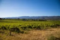 Vignobles Luberon aout 2020 - Vincent AGNES