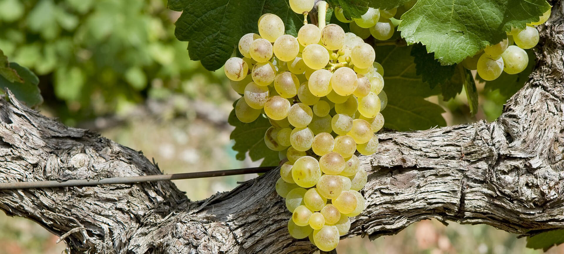 Сорт винограда для белого вина 7 букв. Совиньон Блан сорт винограда. Сорт винограда Лангедок. • Клерет Бланш сорт винограда. Виноград Кларет.