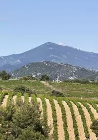 Vignobles des Beaumes-de-Venise
