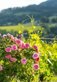 AOC Clairette de Die