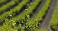 AOC Côtes du Rhône