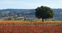Saint Pantaléon les Vignes