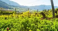 Vignoble Châtillon en Diois