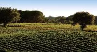 Vignoble Clairette de Bellegarde
