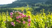 AOC Clairette de Die