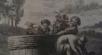Histoire des vignobles