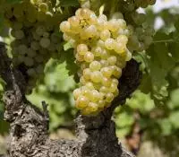 Grenache blanc