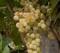 Marsanne