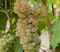 Roussanne