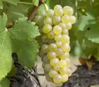 Viognier