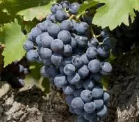 Grenache Noir