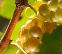 Grappe de raisin blanc sur la vigne