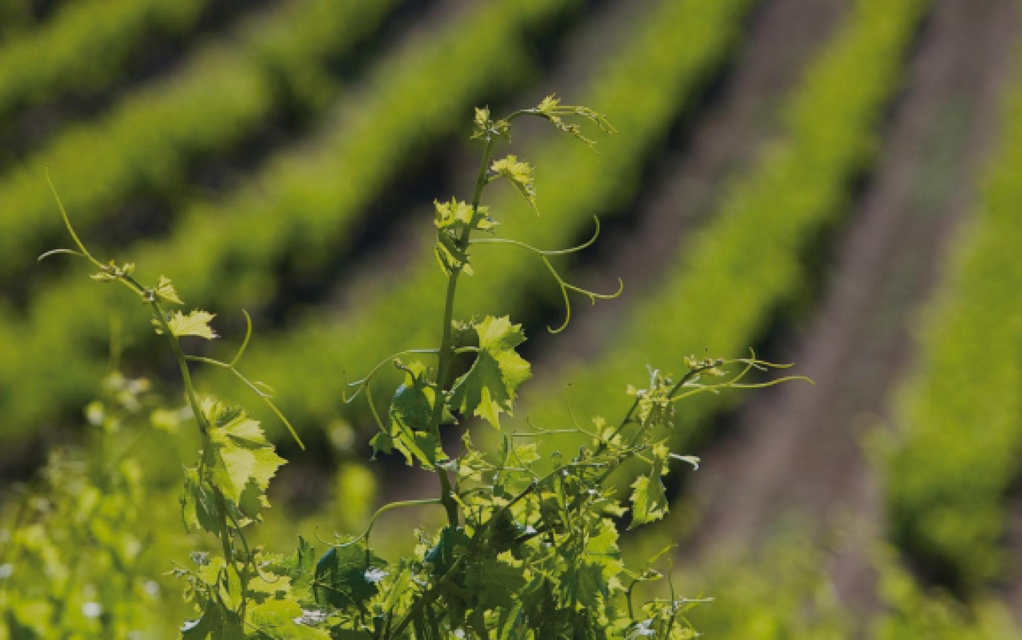 AOC Côtes du Rhône | Vins Rhône