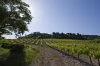 AOC CDRV Saint Pantaléon les vignes