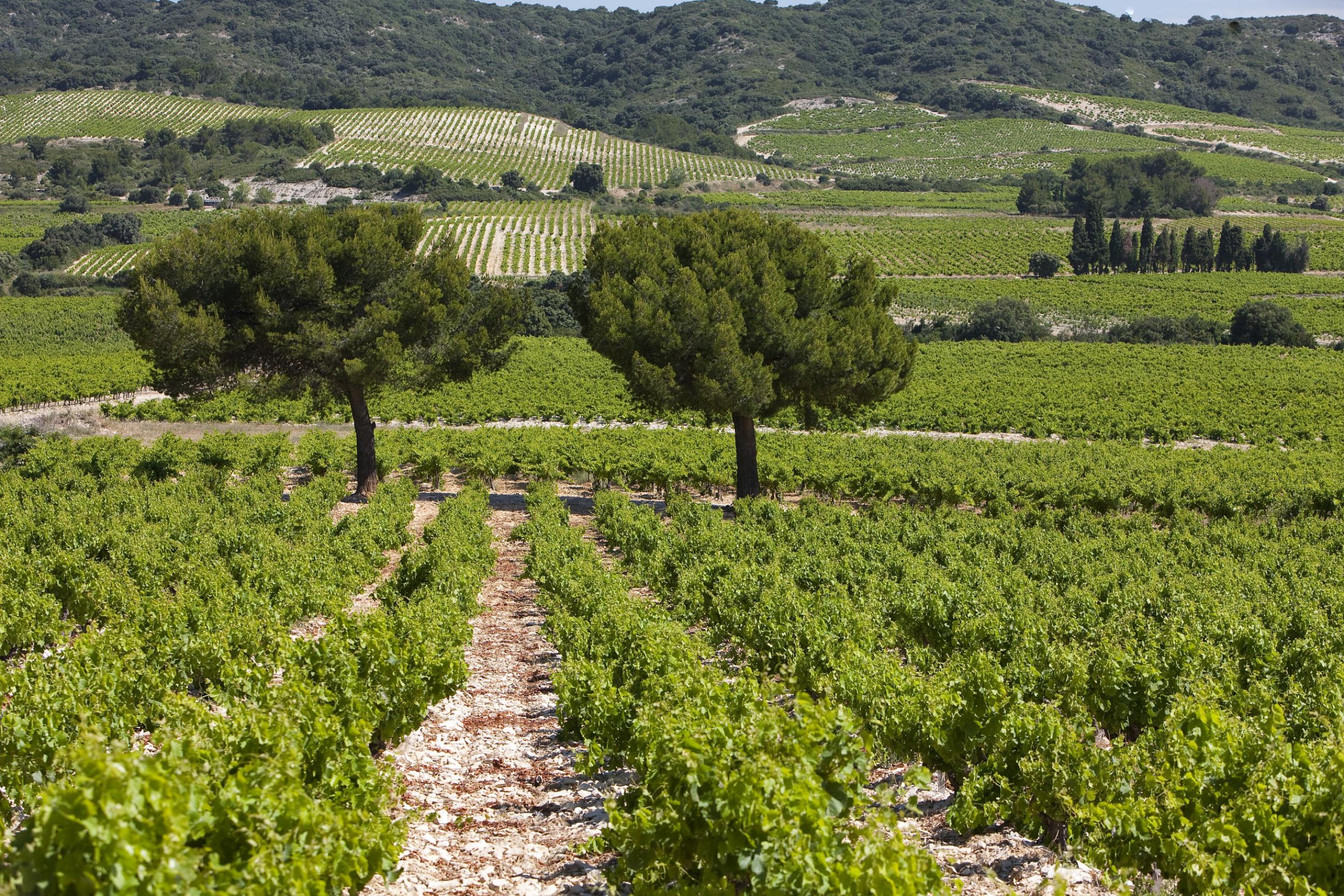 AOC Cru des Côtes du Rhône Tavel | Vins Rhône