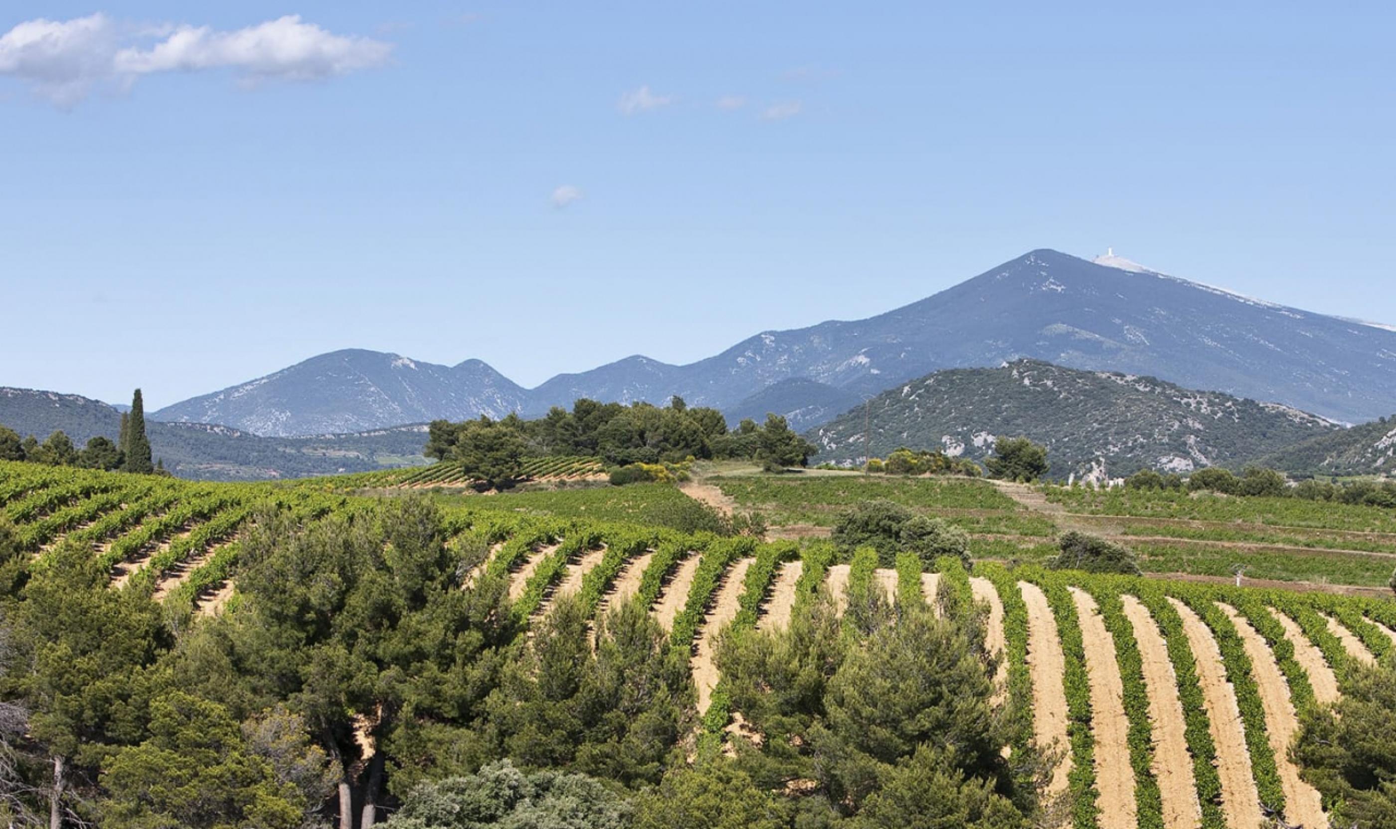 AOC Cru des Côtes du Rhône Beaumes-de-Venise | Vins Rhône