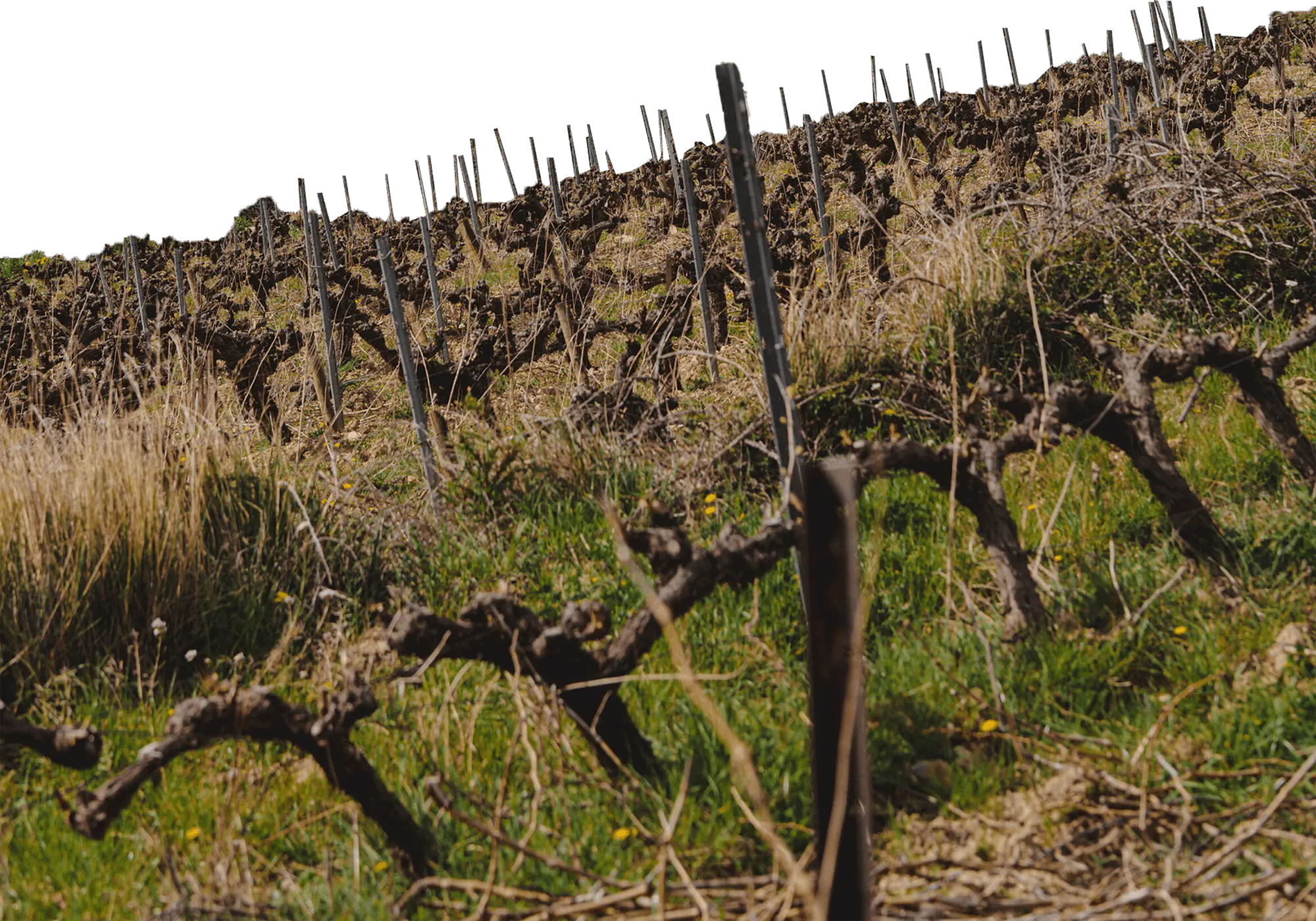 Vignes