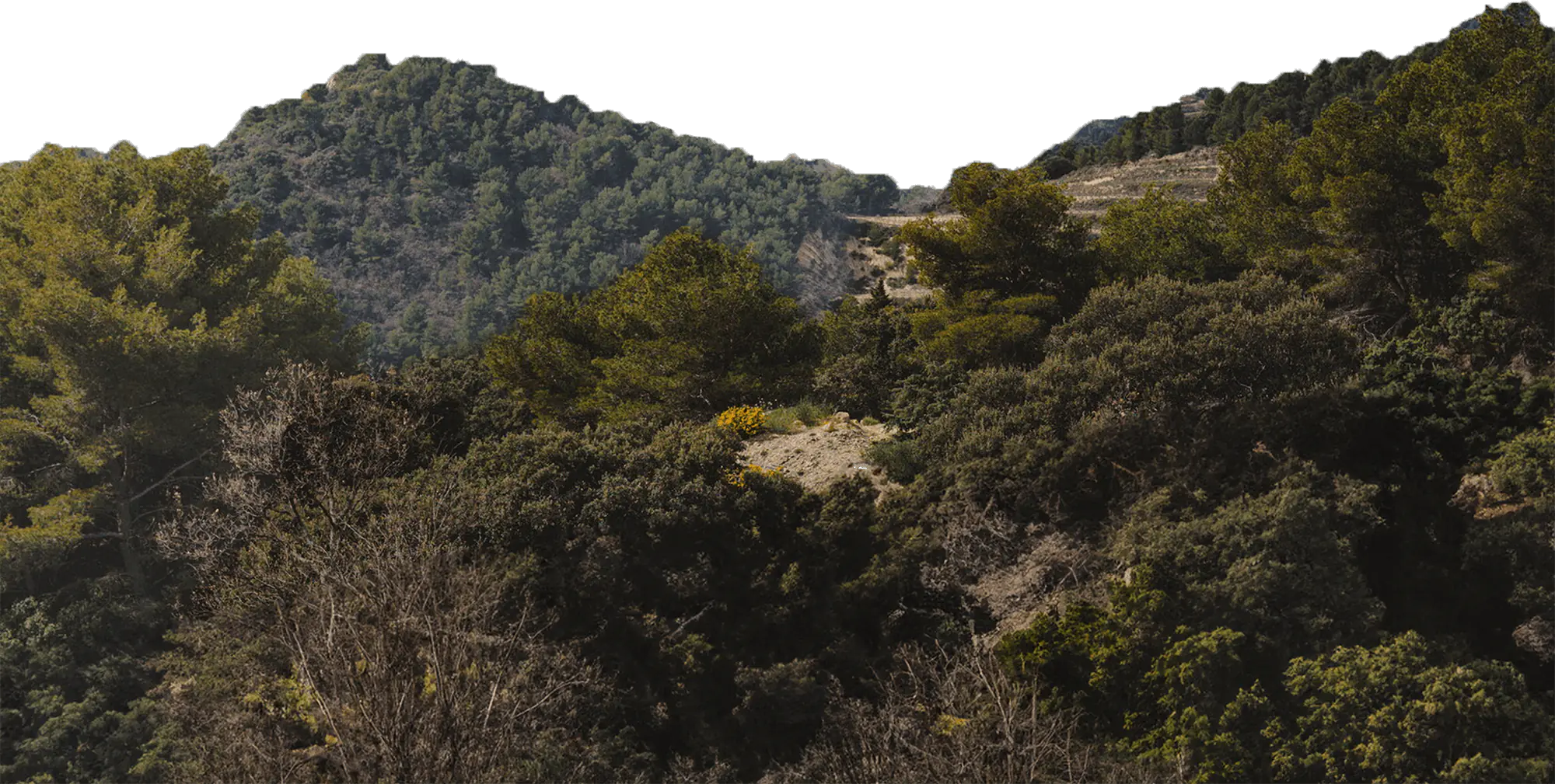 Collines