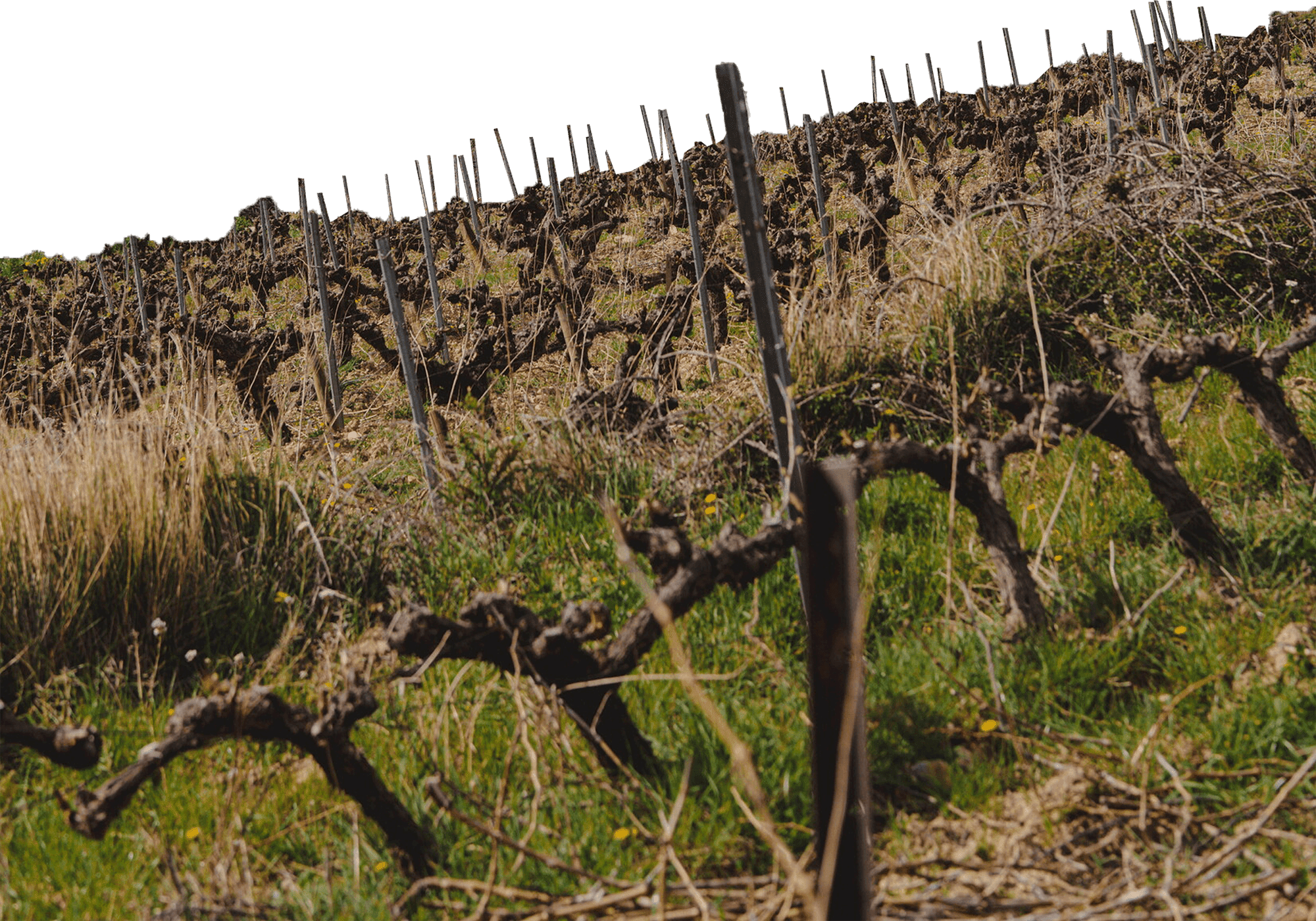 Vignes